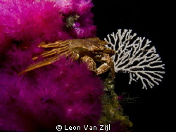Crab blanket by Leon Van Zijl 